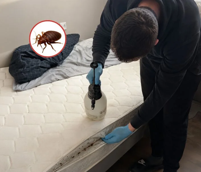 Technicien traitant un matelas contre les punaises de lit à Boissise-le-Roi
